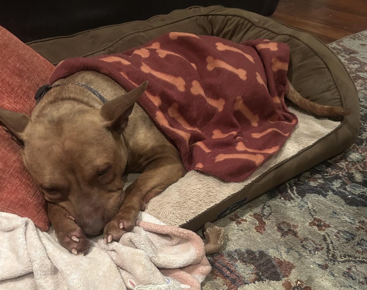 Enlarge Fiona, a ADOPTABLE mixed breed in Calabash, NC image 3/5