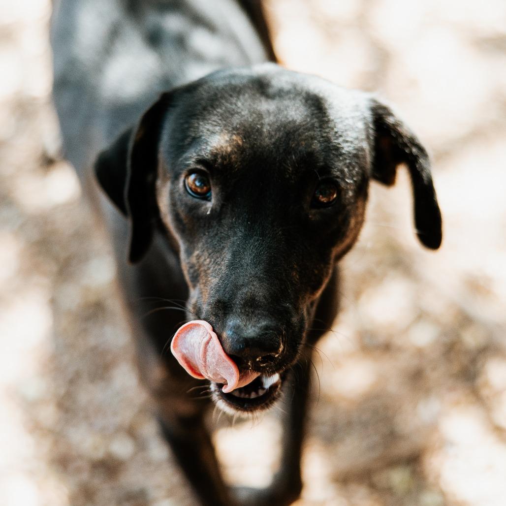 Enlarge Hilda, a Adoptable Mixed Breed in Duncan, OK image 1/2