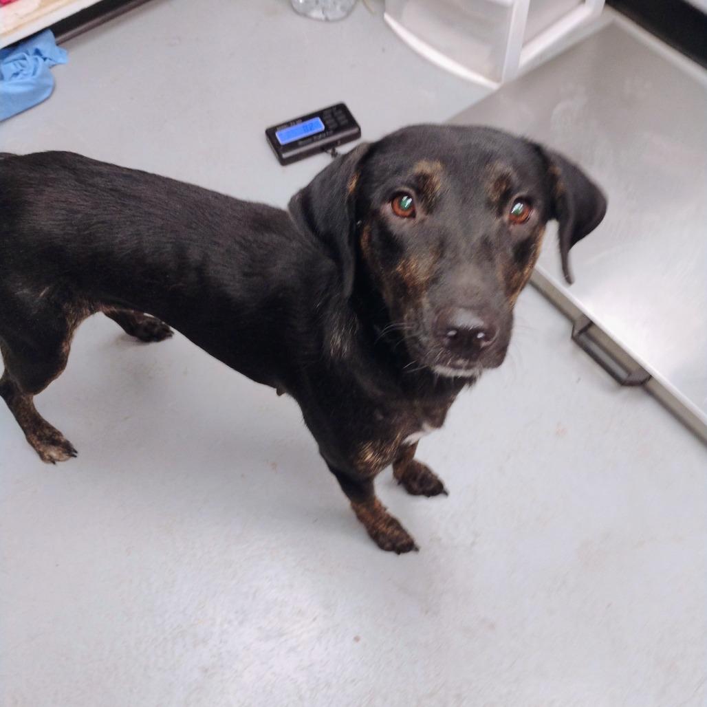 Enlarge Hilda, a Adoptable Mixed Breed in Duncan, OK image 2/2