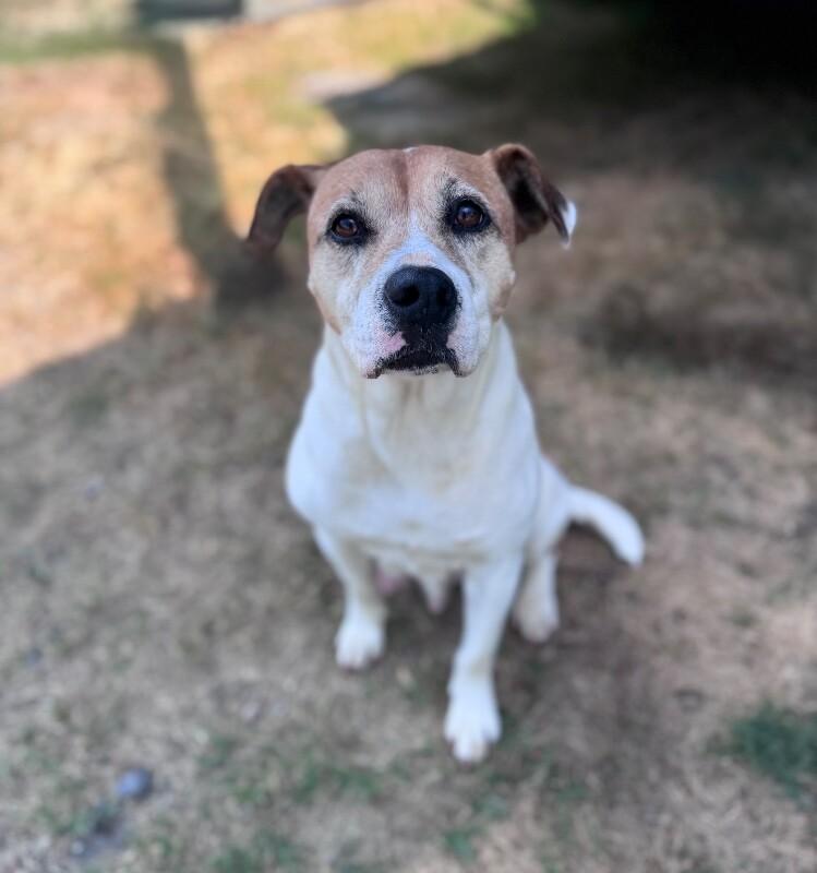 Enlarge Nessie, a Adoptable mixed breed in Disputanta, VA image 1/1