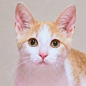 CUDDLY CREMA, a Adoptable mixed breed in Danbury, CT image 1/3