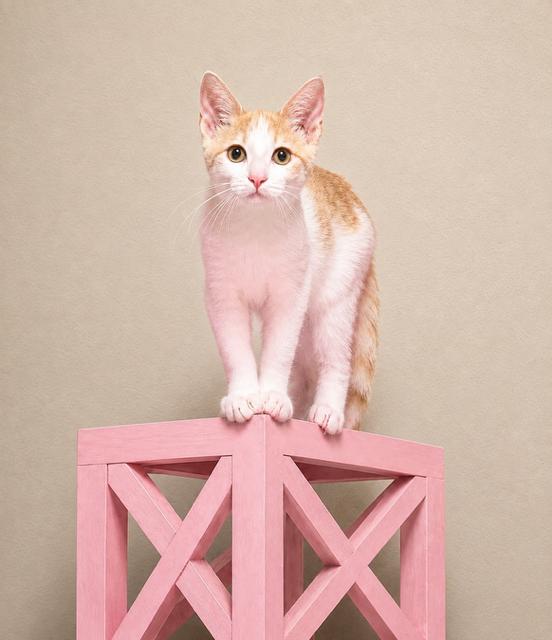 CUDDLY CREMA, a Adoptable mixed breed in Danbury, CT image 3/3