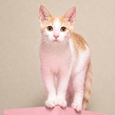 CUDDLY CREMA, a Adoptable mixed breed in Danbury, CT image 2/3