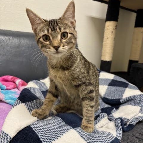 Enlarge Sushi, a Adoptable mixed breed in Centralia, IL image 3/3