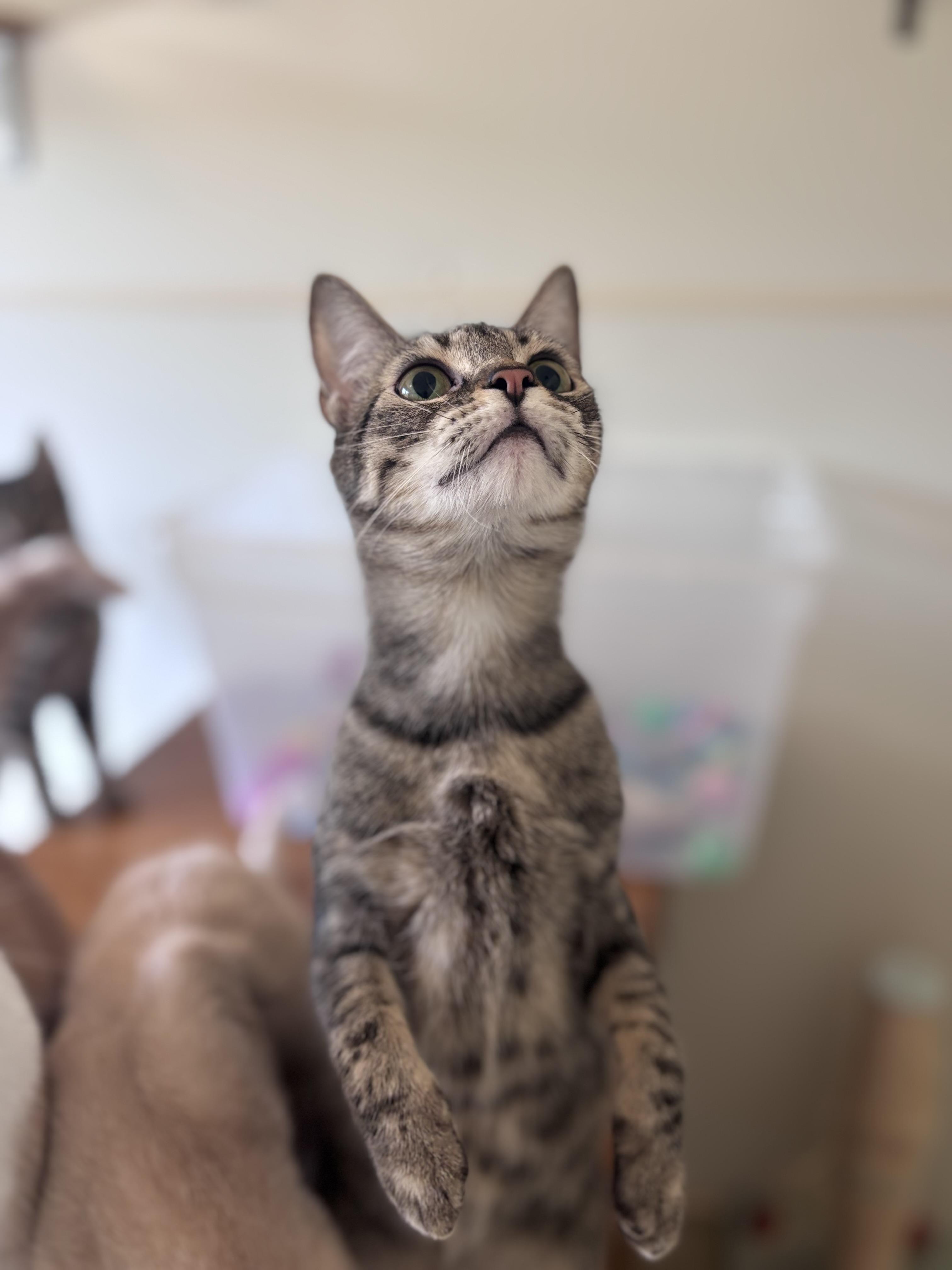 Enlarge Sushi, a Adoptable mixed breed in Centralia, IL image 1/3