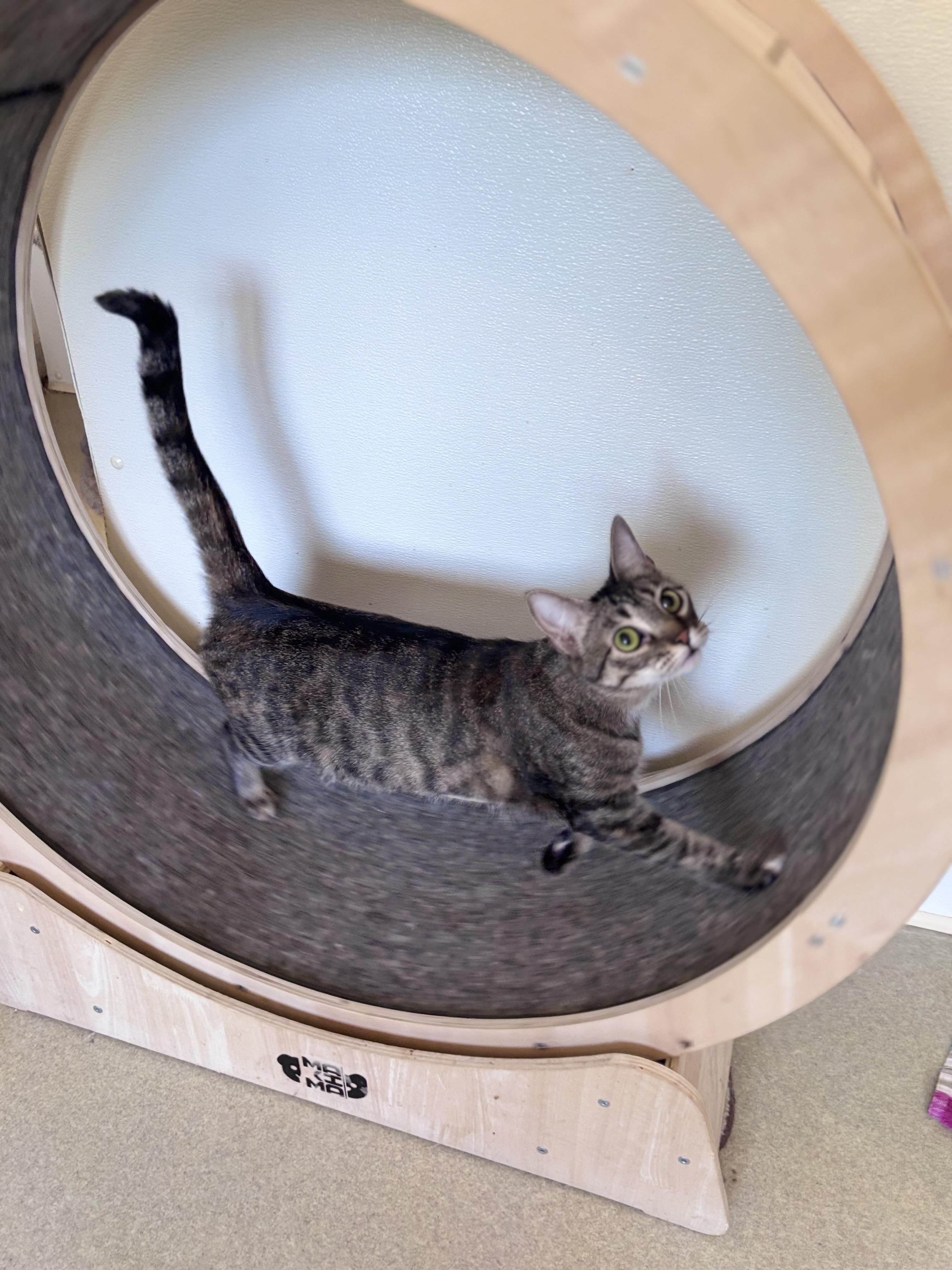 Enlarge Sushi, a Adoptable mixed breed in Centralia, IL image 2/3