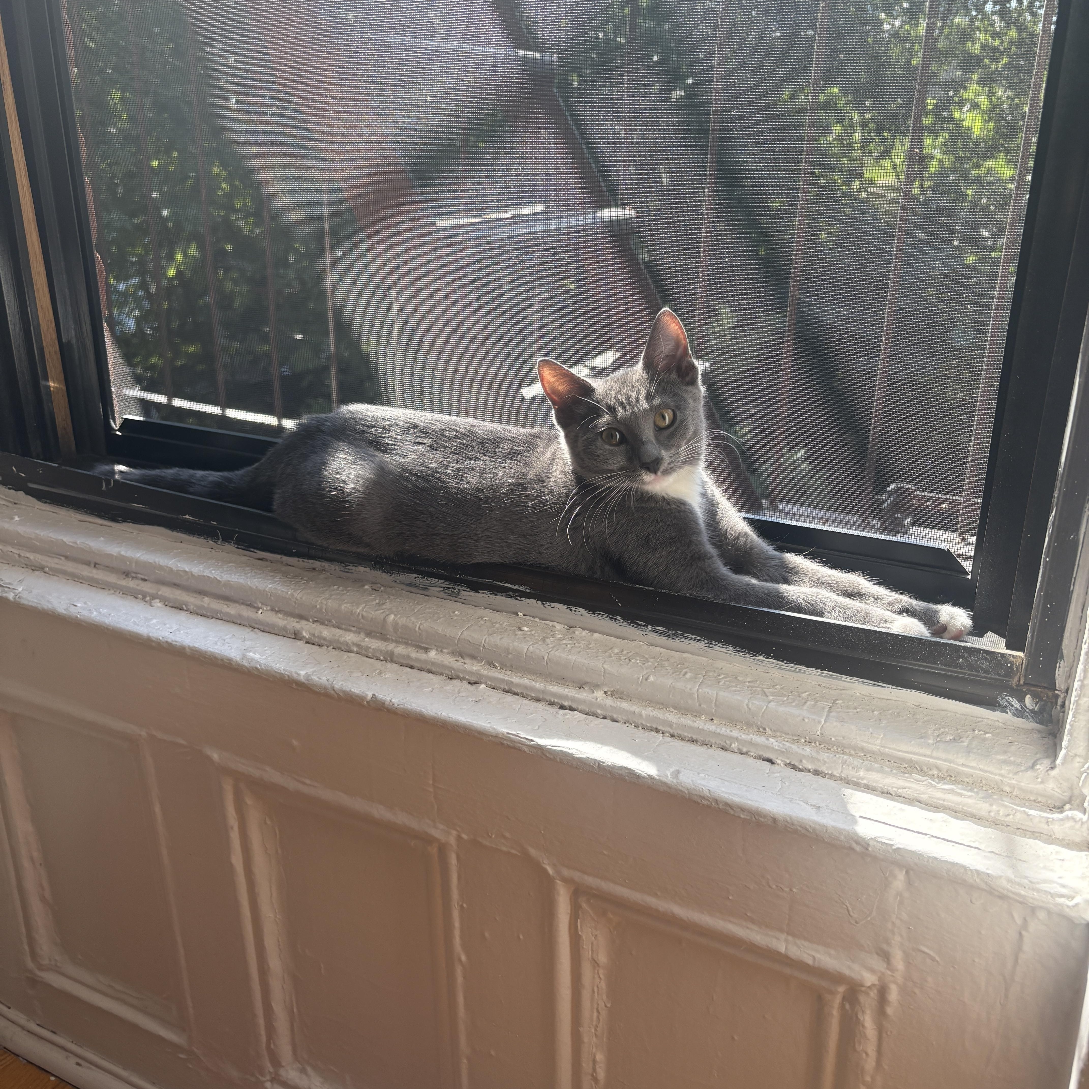 Enlarge Tupperware and Ziplock, a Adoptable Domestic Short Hair in Brooklyn, NY image 3/4