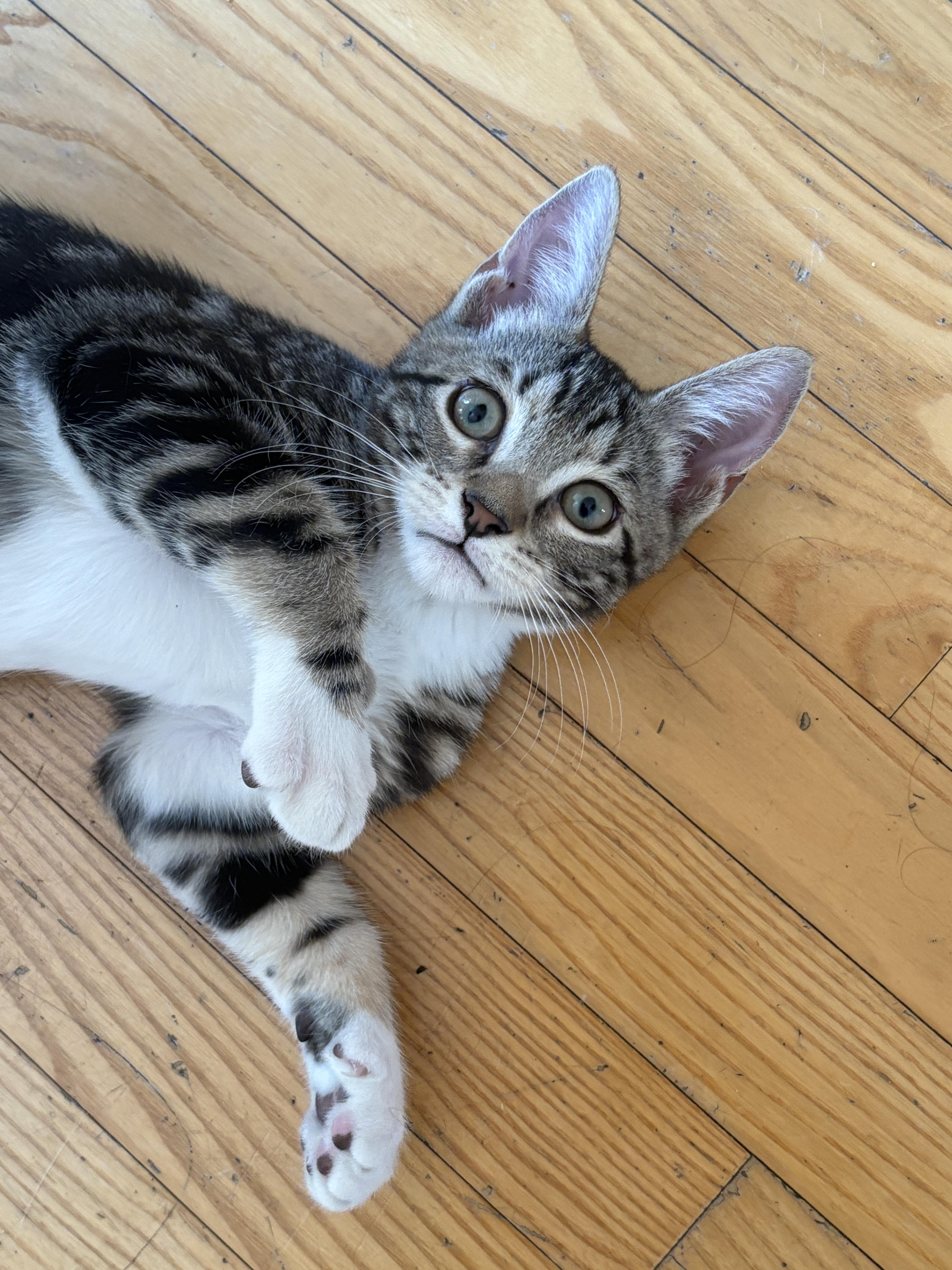 Enlarge Tupperware and Ziplock, a Adoptable Domestic Short Hair in Brooklyn, NY image 1/4