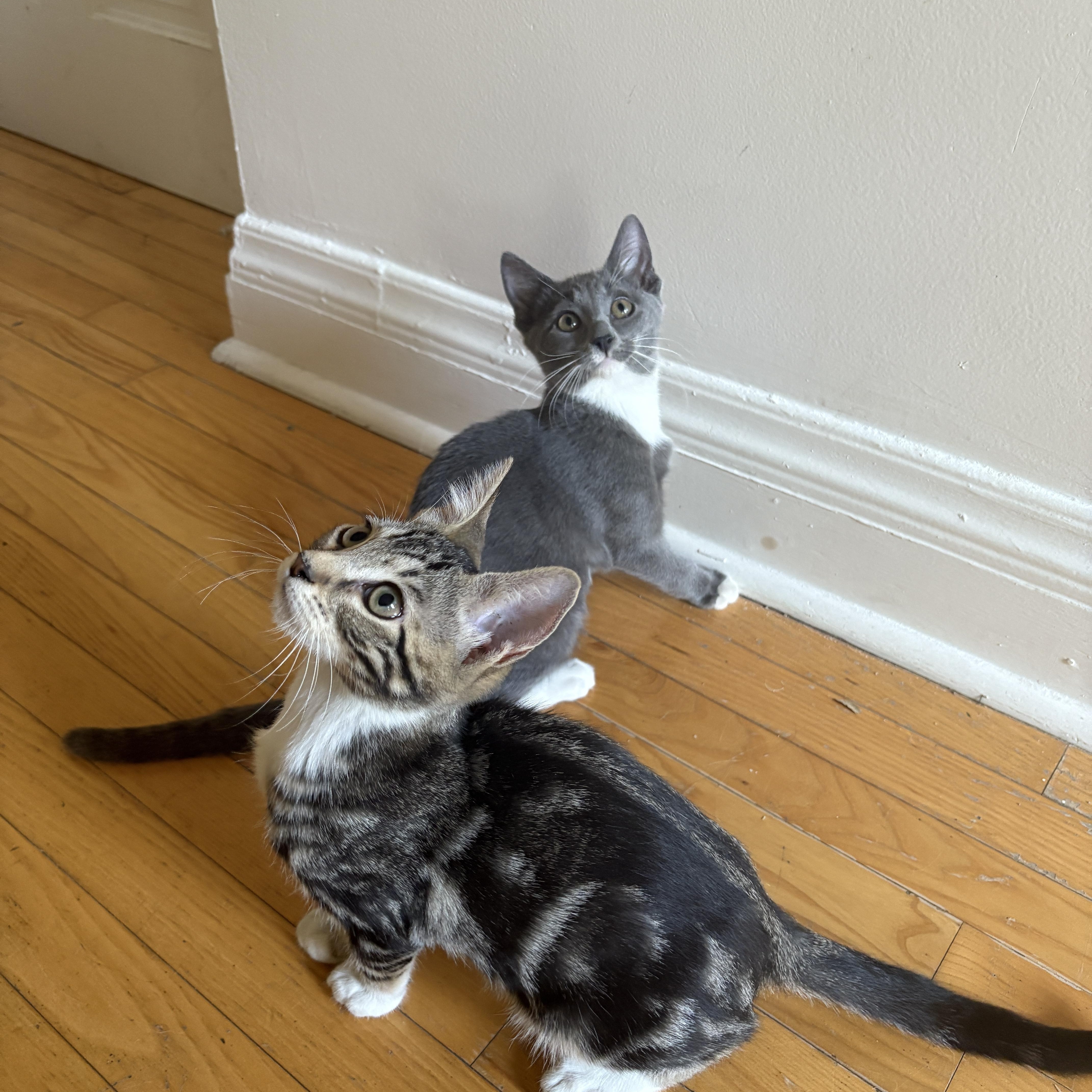 Enlarge Tupperware and Ziplock, a Adoptable Domestic Short Hair in Brooklyn, NY image 2/4
