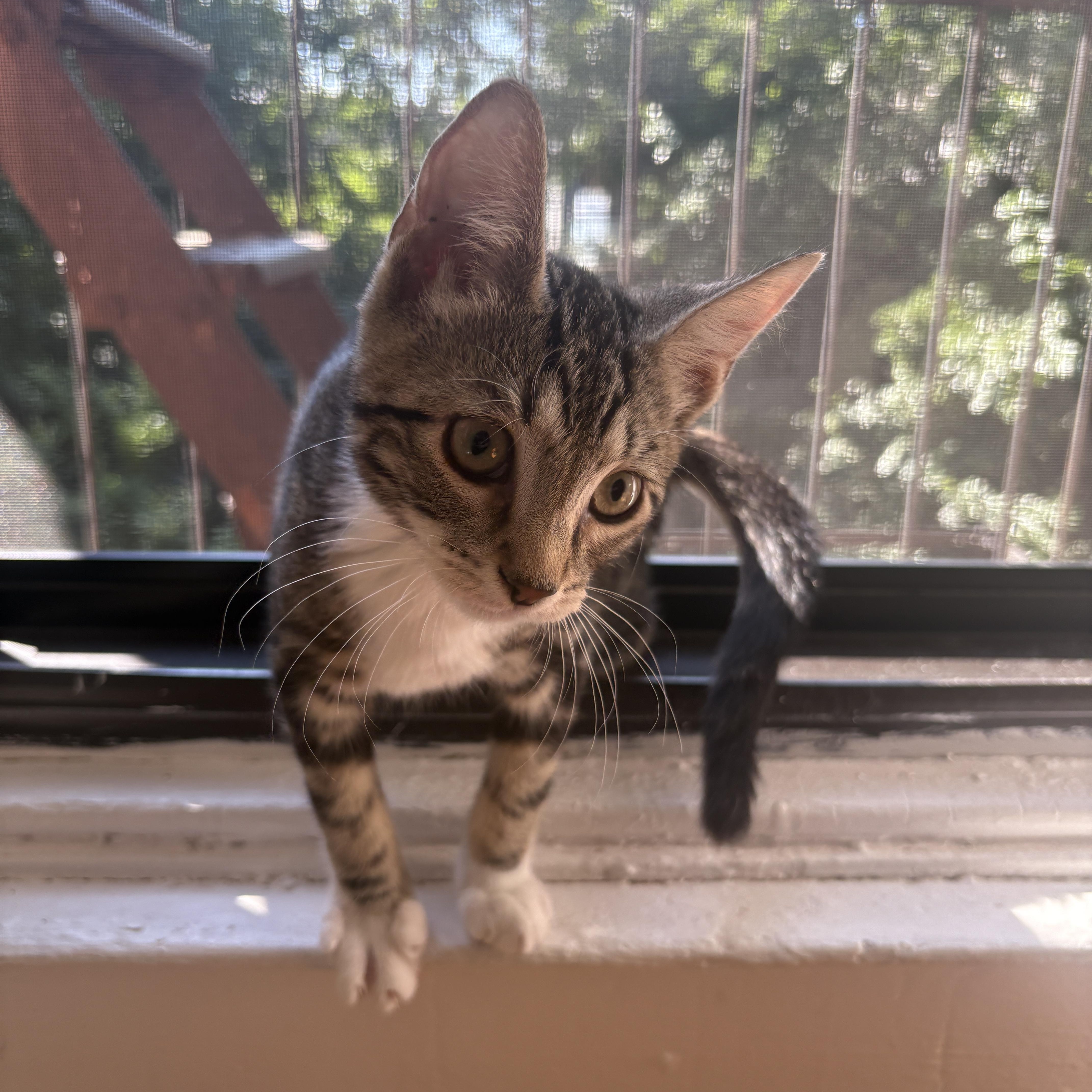 Enlarge Tupperware and Ziplock, a Adoptable Domestic Short Hair in Brooklyn, NY image 4/4