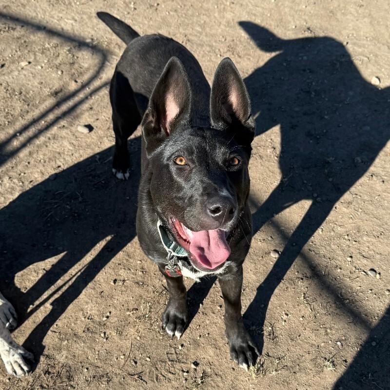 Petunia, Adoptable, Young Female Shepherd & Pit Bull Terrier.