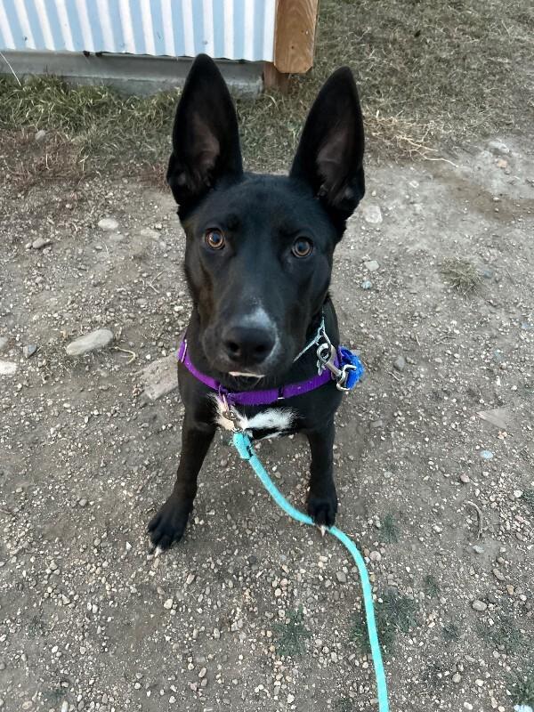 Enlarge Petunia, a Adoptable mixed breed in Fort Collins, CO image 2/6