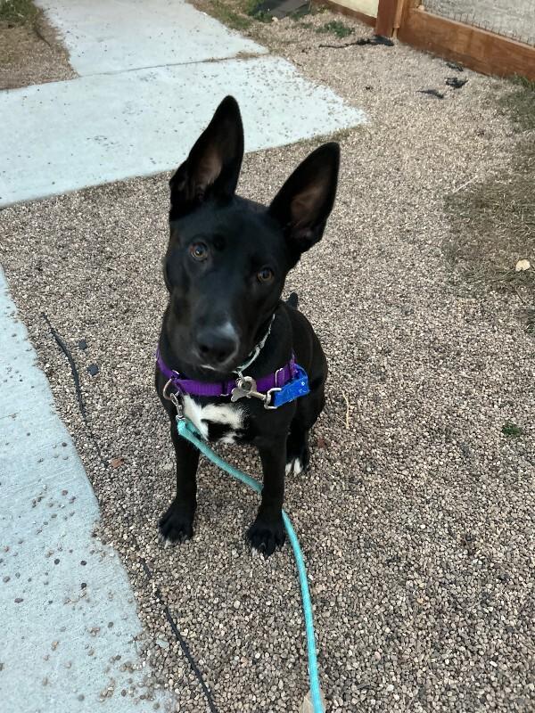 Enlarge Petunia, a Adoptable mixed breed in Fort Collins, CO image 3/6
