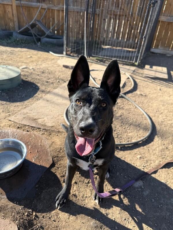 Enlarge Petunia, a Adoptable mixed breed in Fort Collins, CO image 4/6