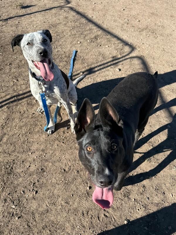 Enlarge Petunia, a Adoptable mixed breed in Fort Collins, CO image 5/6
