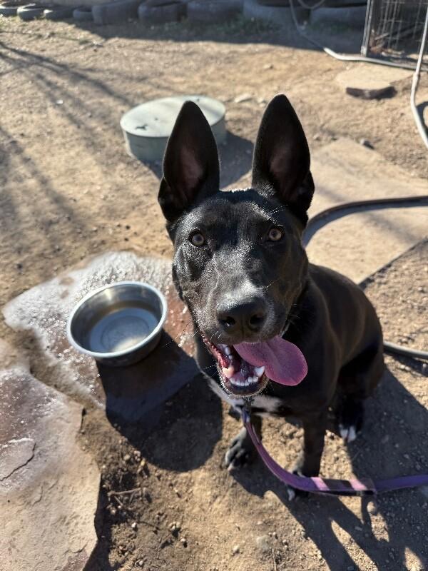 Enlarge Petunia, a Adoptable mixed breed in Fort Collins, CO image 6/6