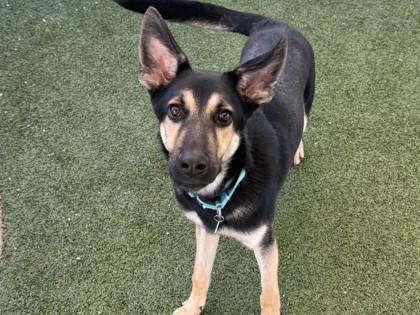 Enlarge Cypress, a Adoptable mixed breed in Phoenix, AZ image 1/3