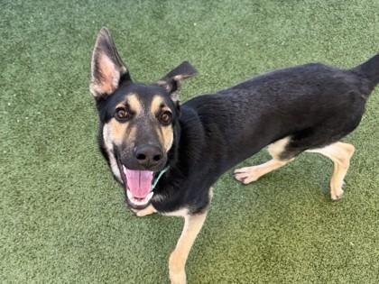 Cypress — thumbnail 2