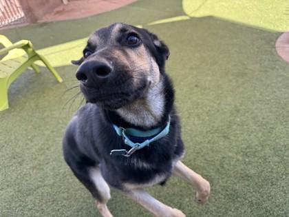 Enlarge Cypress, a Adoptable mixed breed in Phoenix, AZ image 3/3