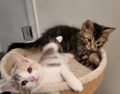 Enlarge Cole & Opal, an adopted Domestic Medium Hair in Mississauga, ON image 6/6
