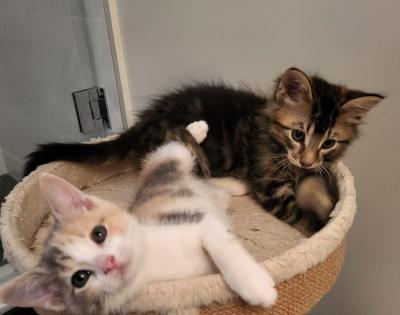 Enlarge Cole & Opal, an adopted Domestic Medium Hair in Mississauga, ON image 5/6