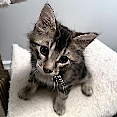 Cole & Opal, adopted, Kitten Male Domestic Medium Hair.