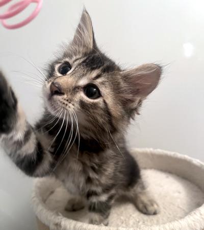 Enlarge Cole & Opal, an adopted Domestic Medium Hair in Mississauga, ON image 3/6