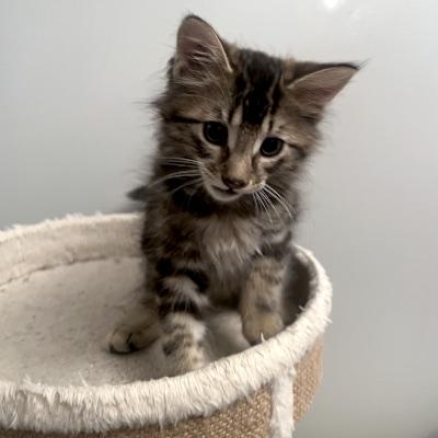 Enlarge Cole & Opal, an adopted Domestic Medium Hair in Mississauga, ON image 2/6