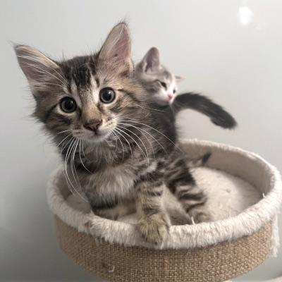 Enlarge Cole & Opal, an adopted Domestic Medium Hair in Mississauga, ON image 4/6