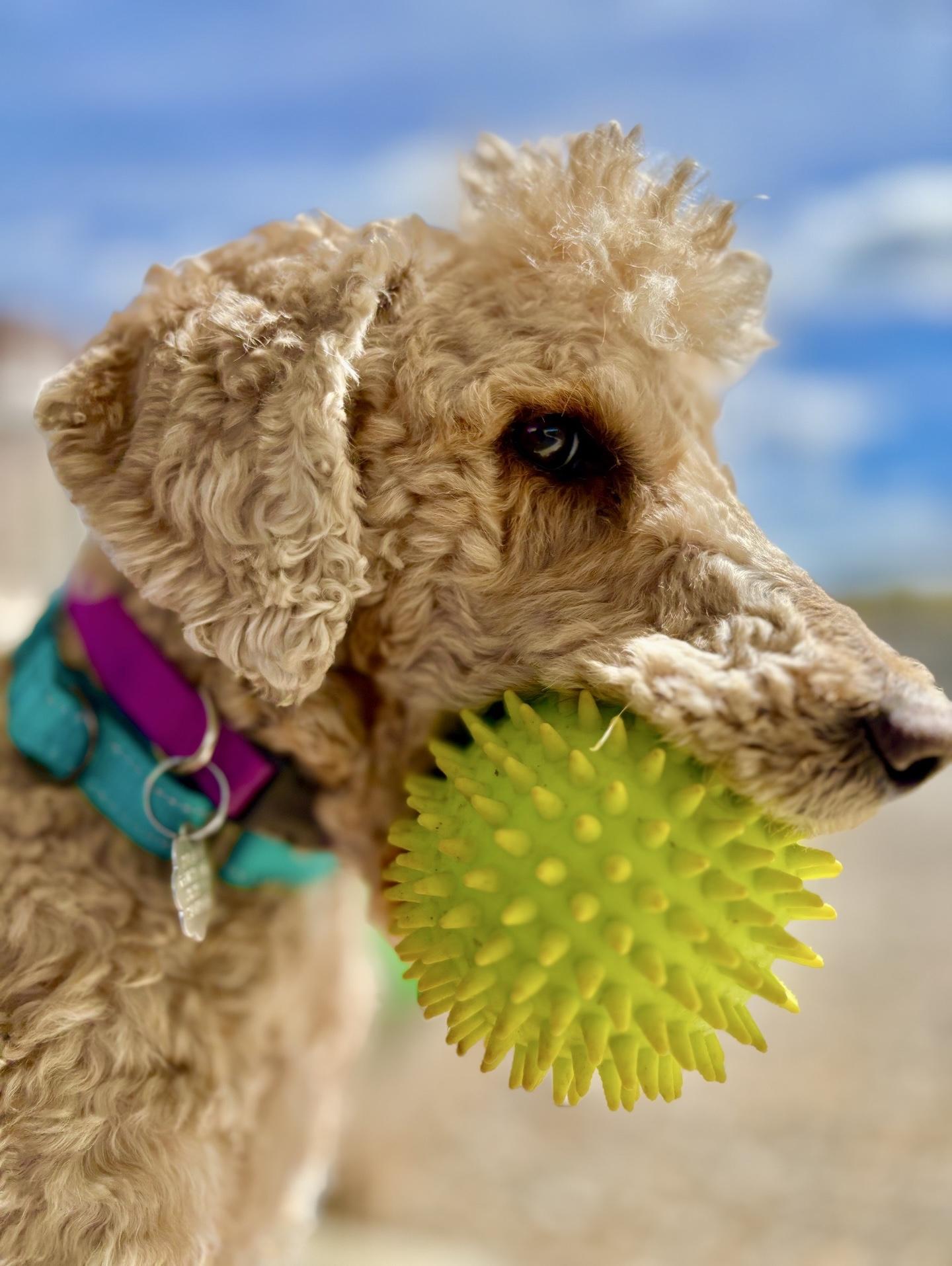 Enlarge Goldie, a Adoptable mixed breed in Oxford, MI image 1/4