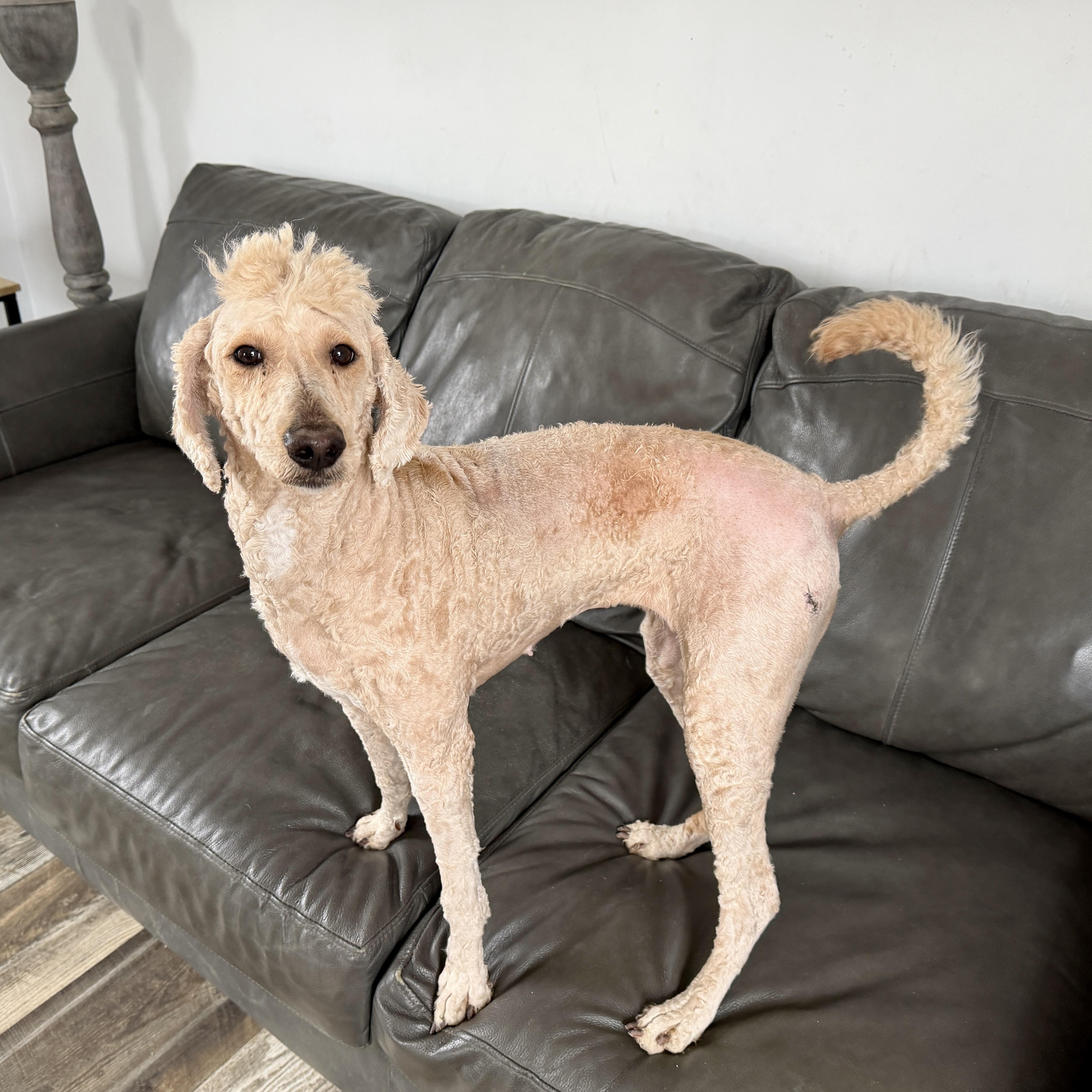 Enlarge Goldie, a Adoptable mixed breed in Oxford, MI image 3/5