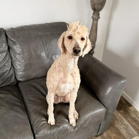 Enlarge Goldie, a Adoptable mixed breed in Oxford, MI image 4/5