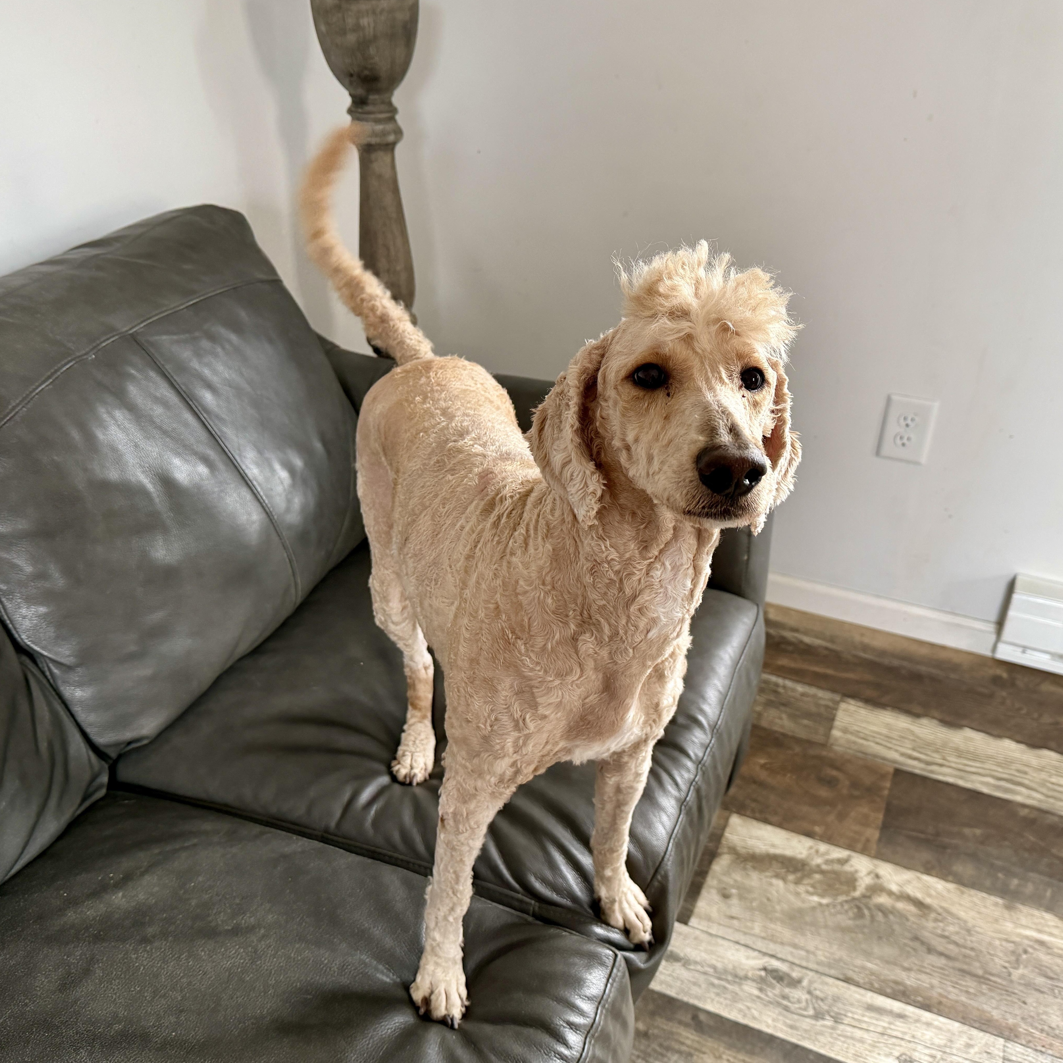 Enlarge Goldie, a Adoptable mixed breed in Oxford, MI image 5/5