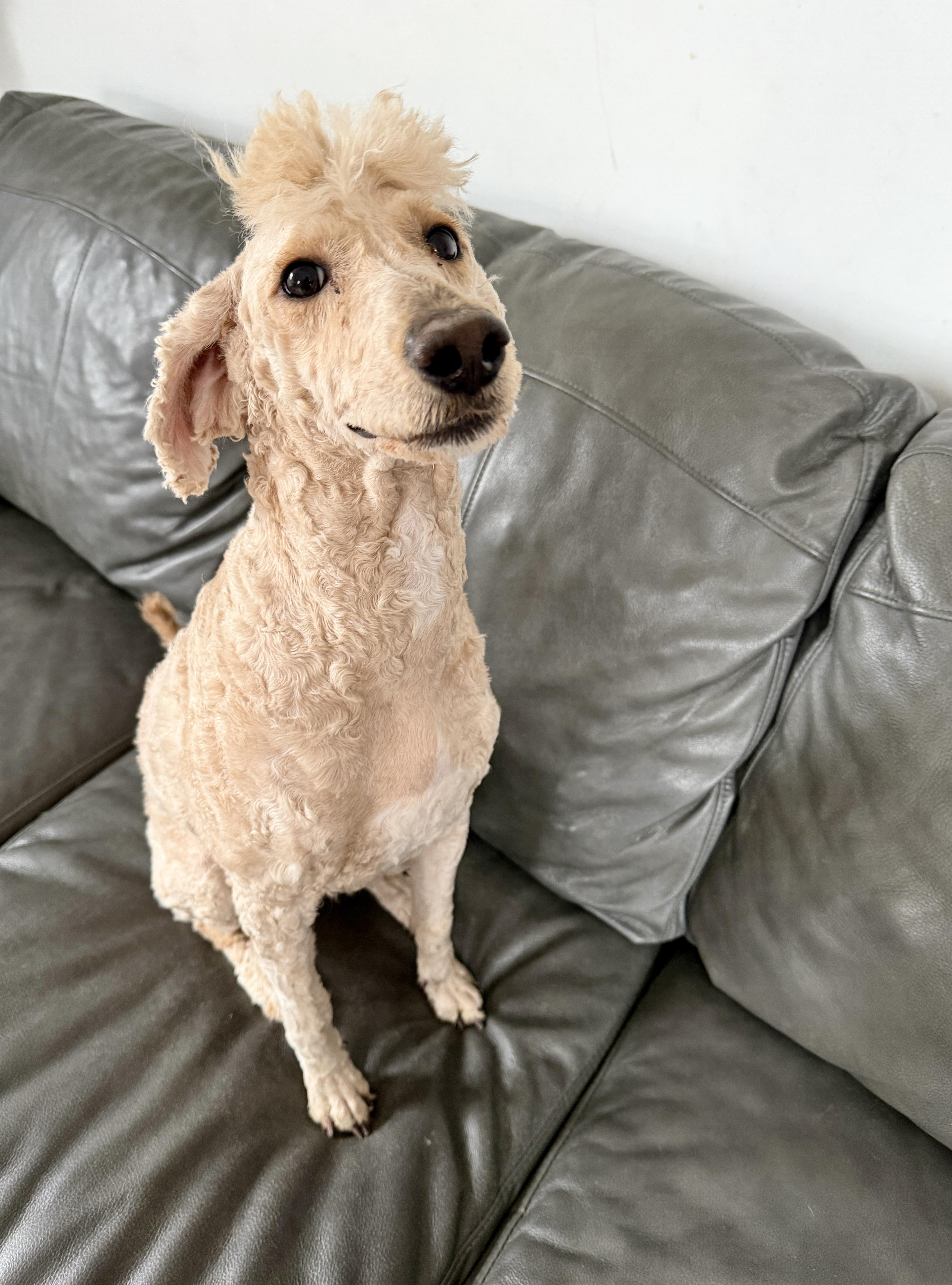 Enlarge Goldie, a Adoptable mixed breed in Oxford, MI image 2/5