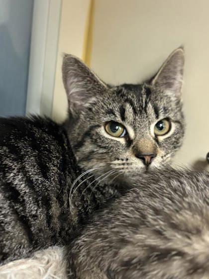 Olive, Adoptable, Kitten Female Domestic Short Hair & Domestic Short Hair.