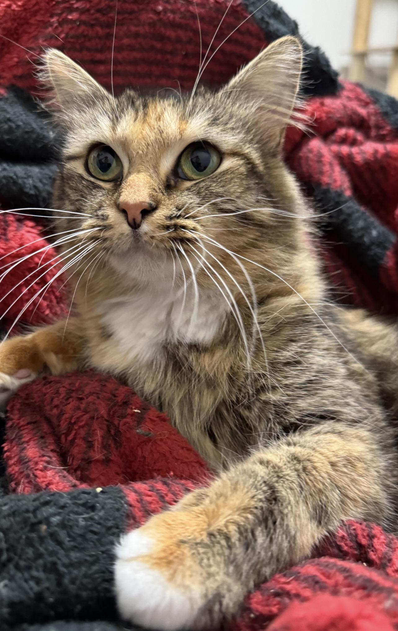 Enlarge Juniper, a ADOPTABLE Domestic Long Hair in Greensboro, NC image 1/1