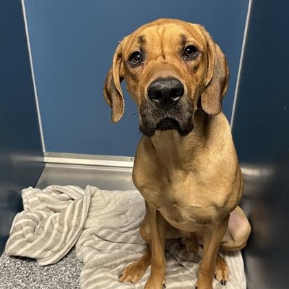 Nelson, ADOPTABLE, Young Male Mixed Breed.