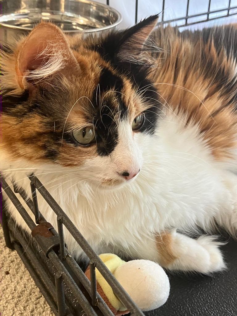 Squeekie, Adoptable, Young Female Domestic Short Hair.