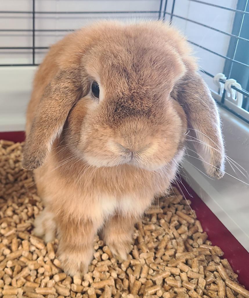 Ivy, Adoptable, Young Male Holland Lop.