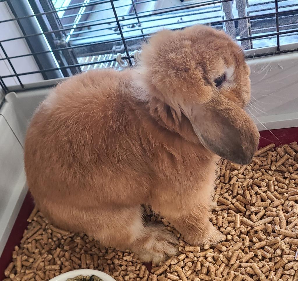 Enlarge Ivy, a Adoptable Holland Lop in Portland, IN image 2/2