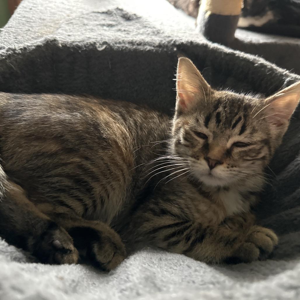 Enlarge Nessie, a Adoptable Domestic Short Hair in Irwin, PA image 1/1