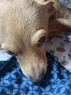 Bella, a ADOPTABLE mixed breed in Seal Beach, CA image 6/6