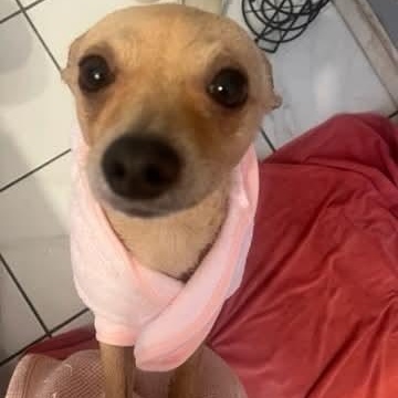 Bella, ADOPTABLE, Adult Female Chihuahua & Terrier.