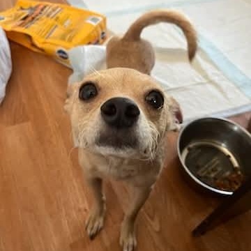 Bella, a ADOPTABLE mixed breed in Seal Beach, CA image 2/6