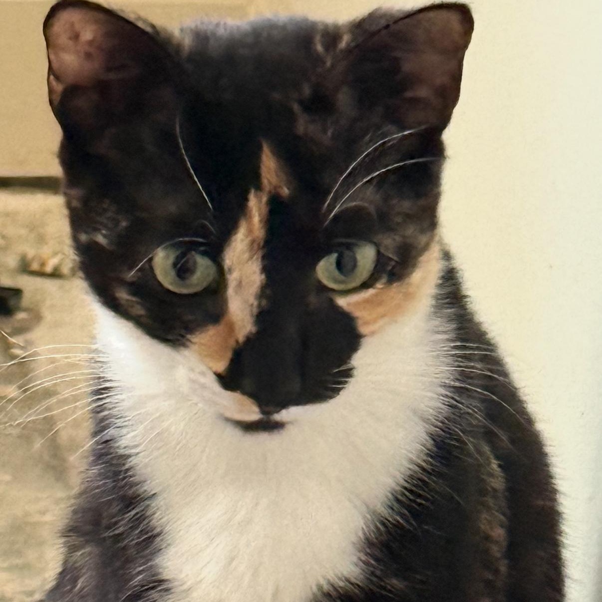 Millie, ADOPTABLE, Adult Female Calico & Domestic Short Hair.