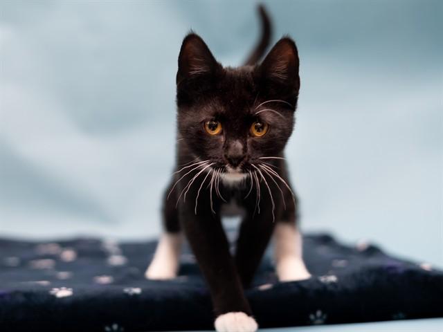 Enlarge DONNIE, a Adoptable Domestic Short Hair in Ames, IA image 1/1