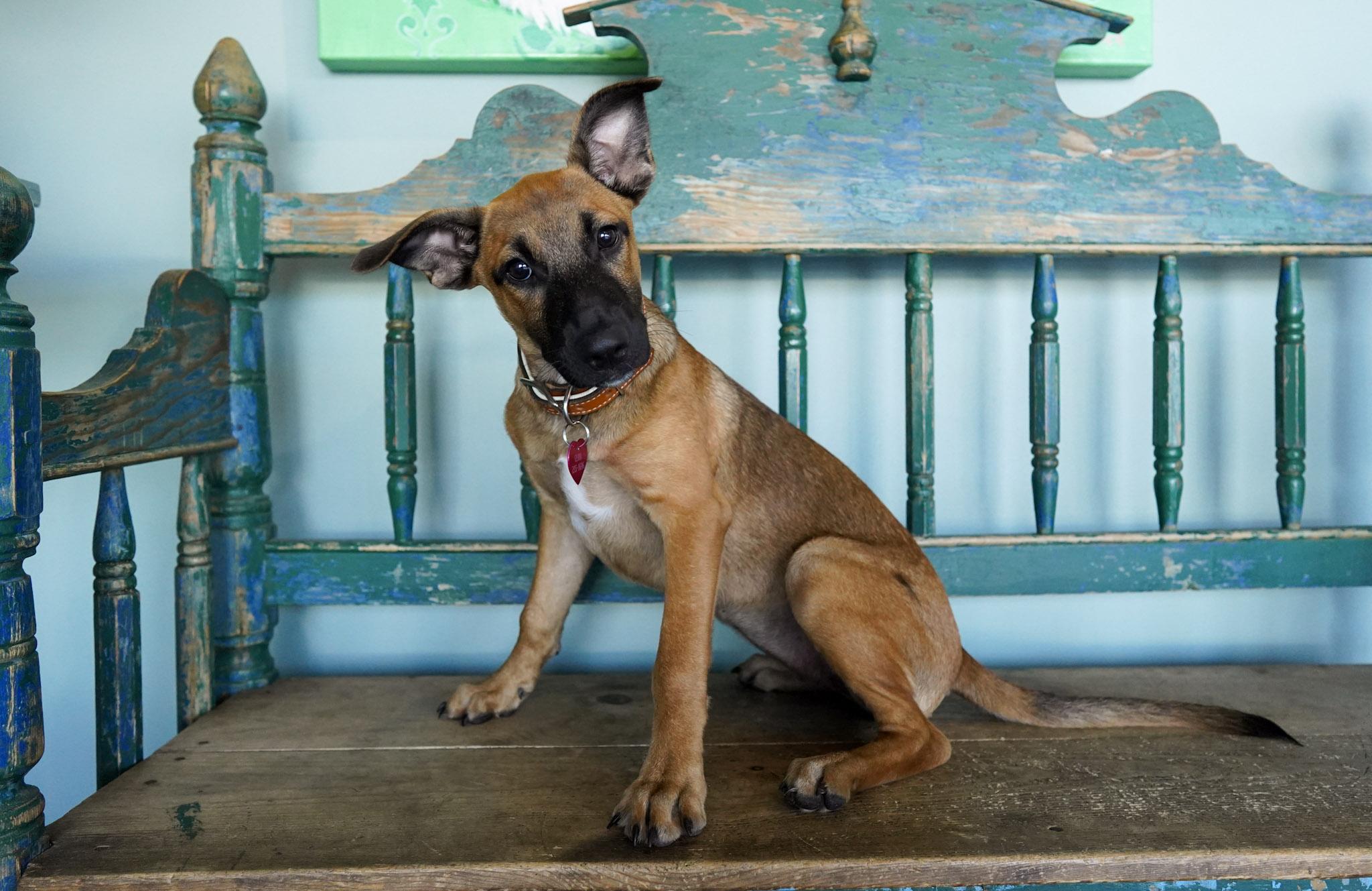 Enlarge Lexi, a Adopted mixed breed in San Antonio, TX image 3/3