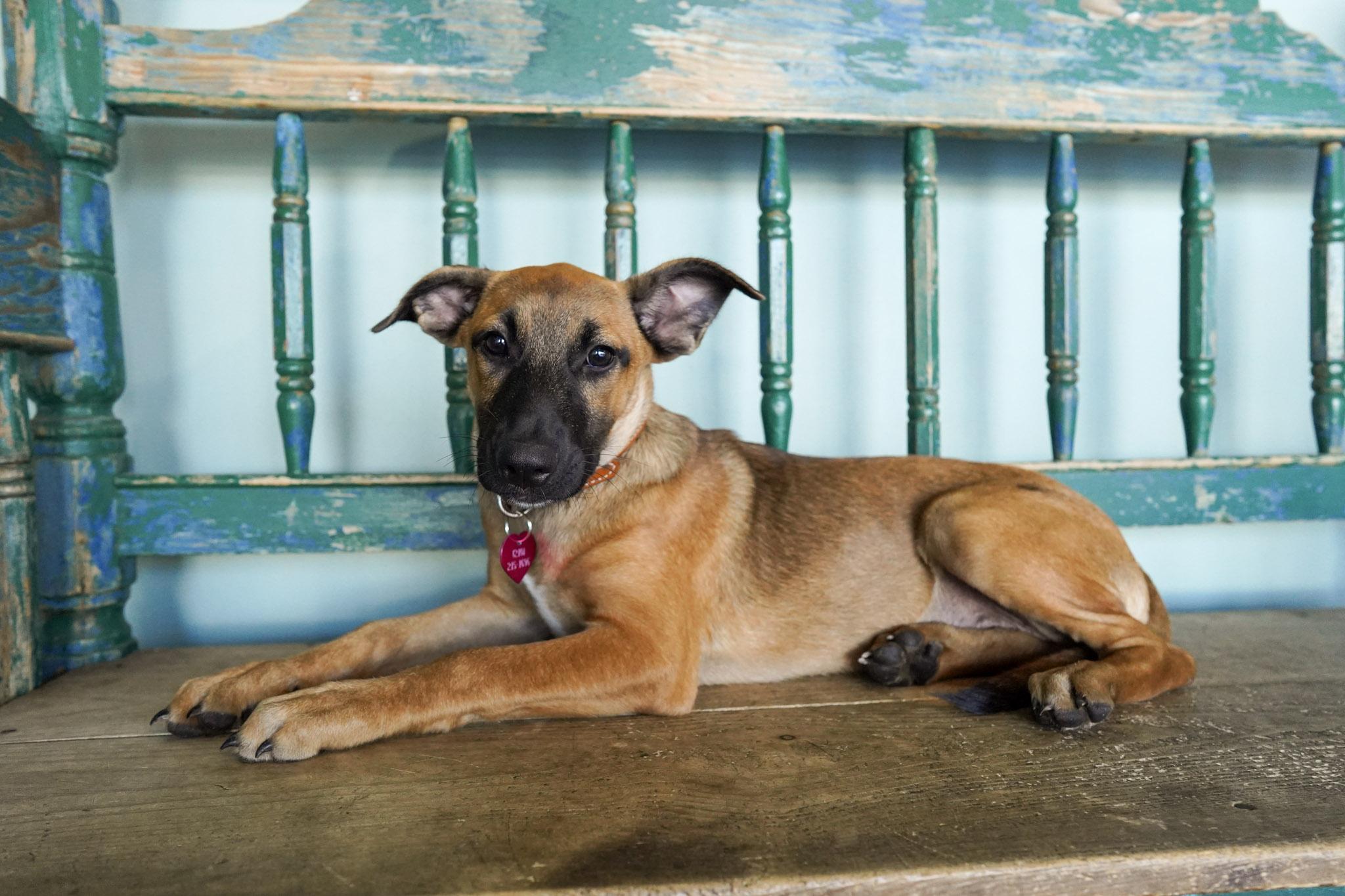 Enlarge Lexi, a Adopted mixed breed in San Antonio, TX image 2/3