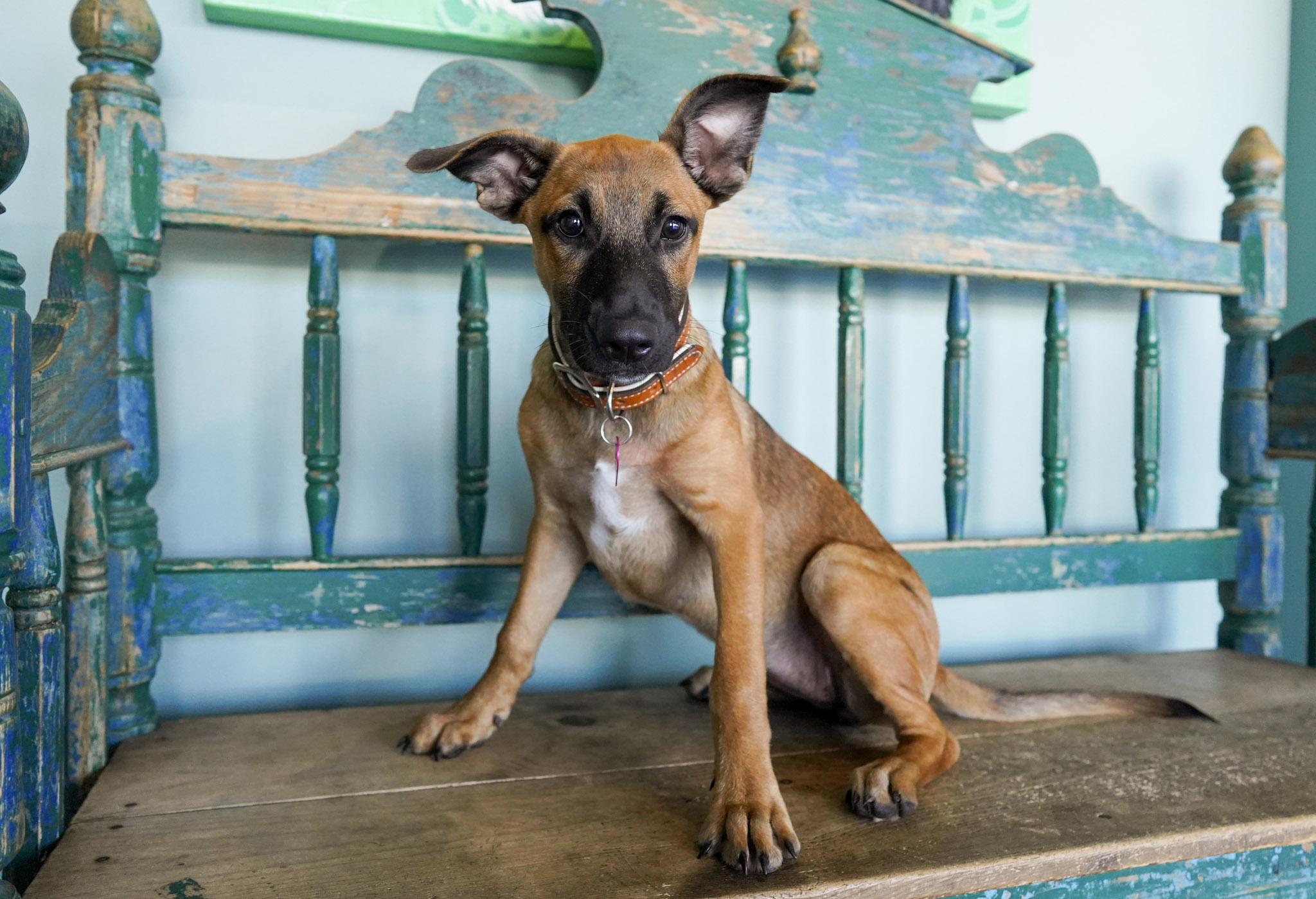 Enlarge Lexi, a Adopted mixed breed in San Antonio, TX image 1/3