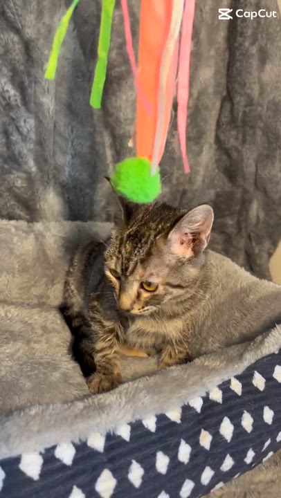 Enlarge Honeybee, a ADOPTABLE Domestic Short Hair in Albany, NY video 4/5